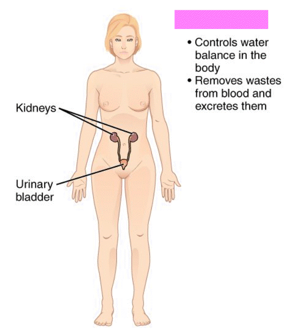 <p>Urinary System</p>