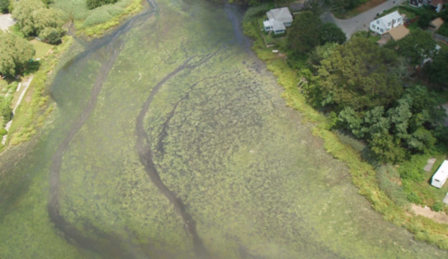 <p>An immediate increase in the amount of algae and other producers that results from a large input of a limiting nutrient</p>