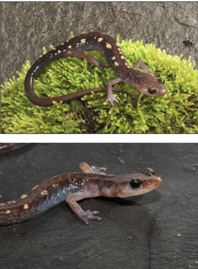 <p>Plethodon pauleyi</p>