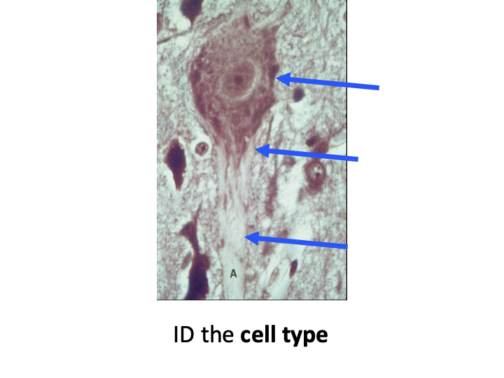 term image