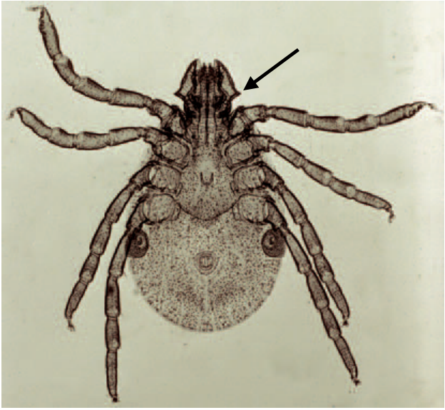 Identify the genus