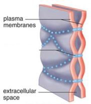 <p>intercellular junction in animal tissues where plasma membranes of neighboring cells are very tightly pressed against each other, bound by specific proteins</p>