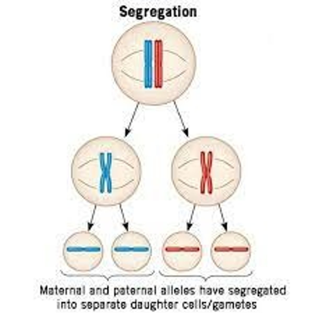 <p>during gamete formation gene pairs for every trait will separate</p>