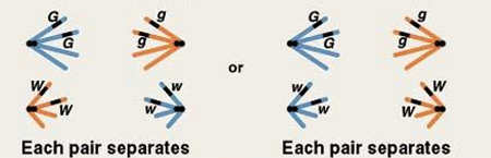 <p>each homolog duplicates into two sister chromatids </p>