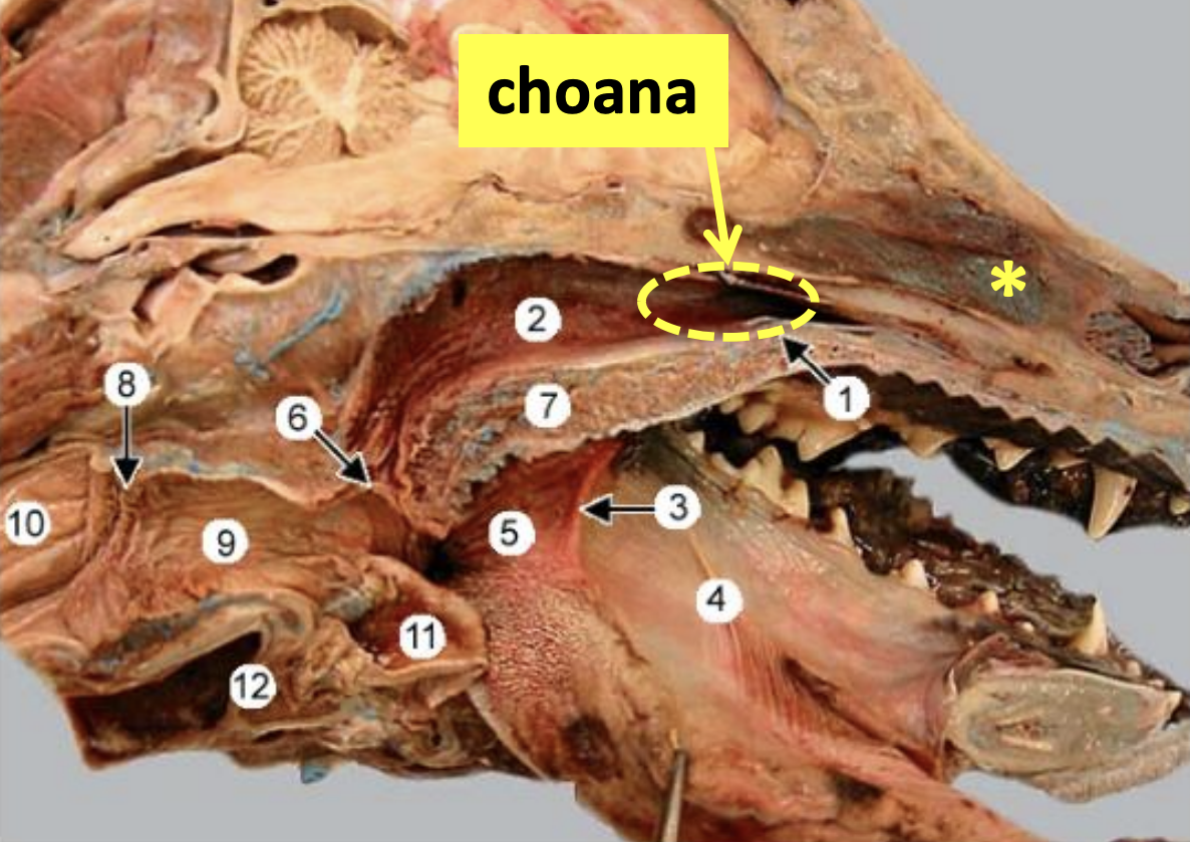 <p><span style="color: #fd8900"><strong><mark data-color="yellow" style="background-color: yellow; color: inherit">Nasal Cavity:</mark> Name the structures </strong></span></p><ul><li><p>What is * </p></li><li><p>What is 1</p></li><li><p>What is 2 </p></li><li><p>What is 7</p></li></ul><p></p>