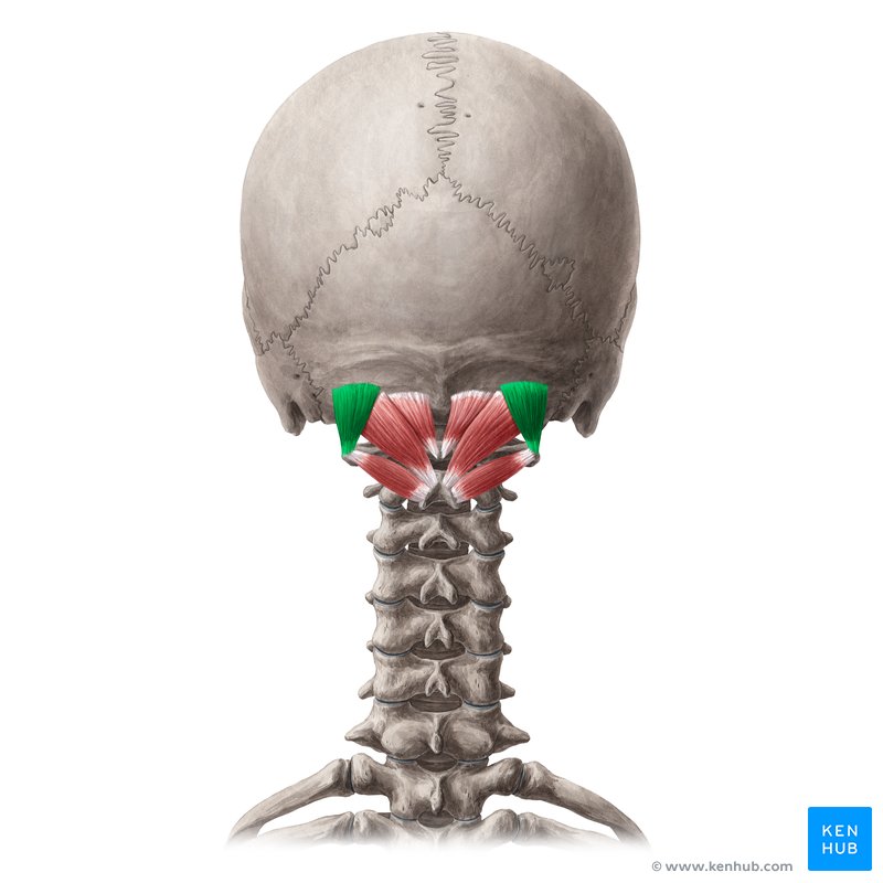 <p>Obliquus Capitis Superior (Intrinsic Back Deep Muscle) [Suboccipital Muscles Superolateral Boundary]</p><p>Origin?</p><p>Insertion?</p><p>Action?</p><p>Innervation?</p>