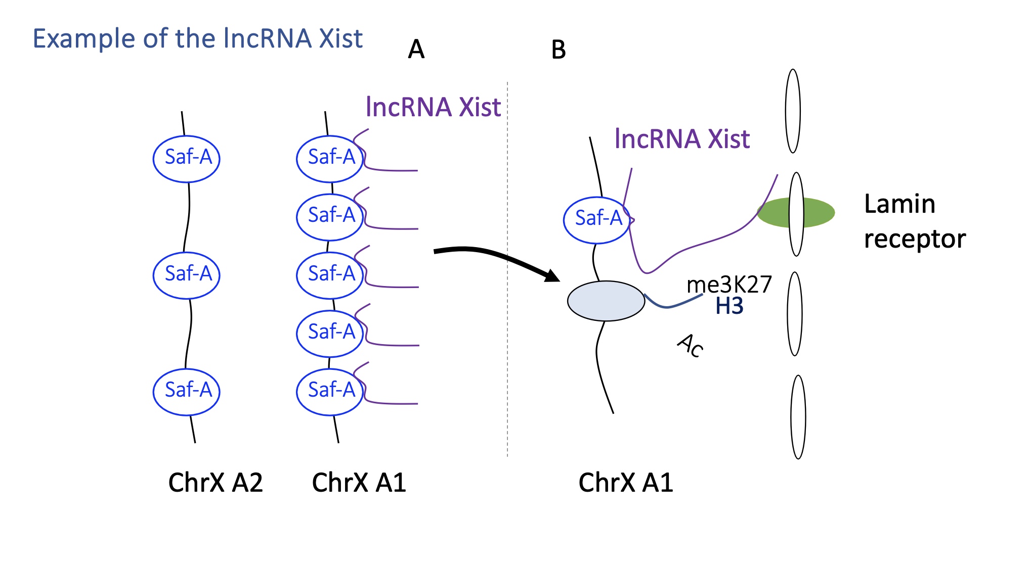 <p>lncRNA Xist acts on one of the chromosomes X in females where only one chromosome X remains active during the embryonic development &nbsp;</p><p>Xist condenses the chromosome to inactivate it :&nbsp;</p><ul><li><p>Xist is only expressed but the chromosome that will be inactivated&nbsp;</p></li></ul><ul><li><p>Xist will recognise a protein SafA present on chromosome X which helps it attach to chromosome</p></li><li><p>once bound to SafA —&gt; recruitment of writers that silence gene expression e.g H3K27MT and HDAC</p></li><li><p>the inactivated chromosome X is brought o compartment B (Heterochromatin)</p></li><li><p>Xist interacts w/ lamin receptor on nuclear membrane which allows the inactive chromosome to remain in the heterochromatin/B heterochromatin </p></li></ul><p></p><p></p>