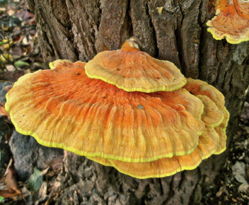 <p>what fungi group is this? what is the exact fungi</p>