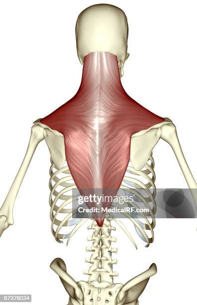 <p>Trapezius (Superficial Extrinsic Back Muscle)</p><p>Origin?</p><p>Insertion?</p><p>Action?</p><p>Innervation?</p>