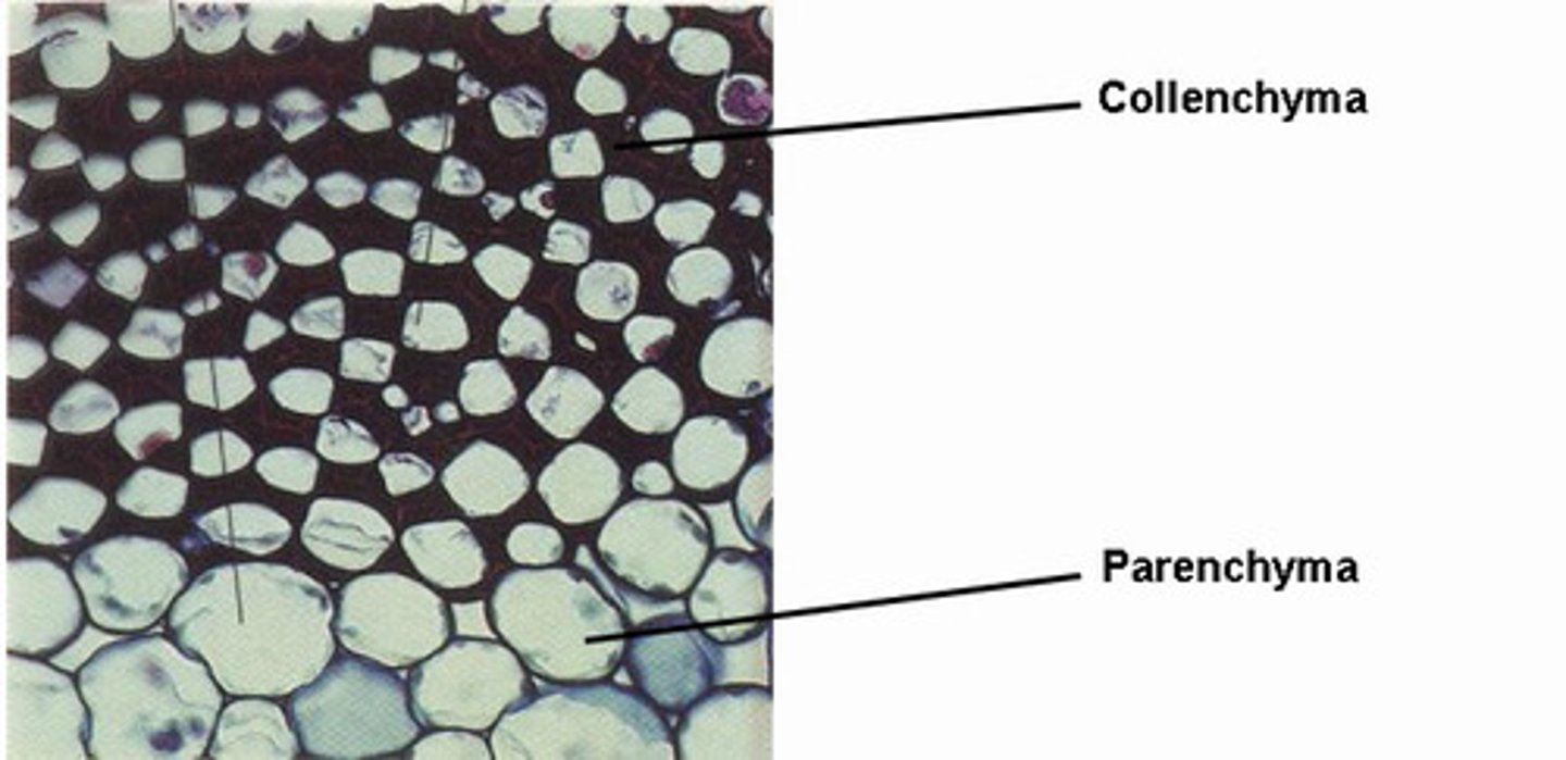 <p>used to store nutrients and are involved with photosynthesis and other metabolic processes</p>