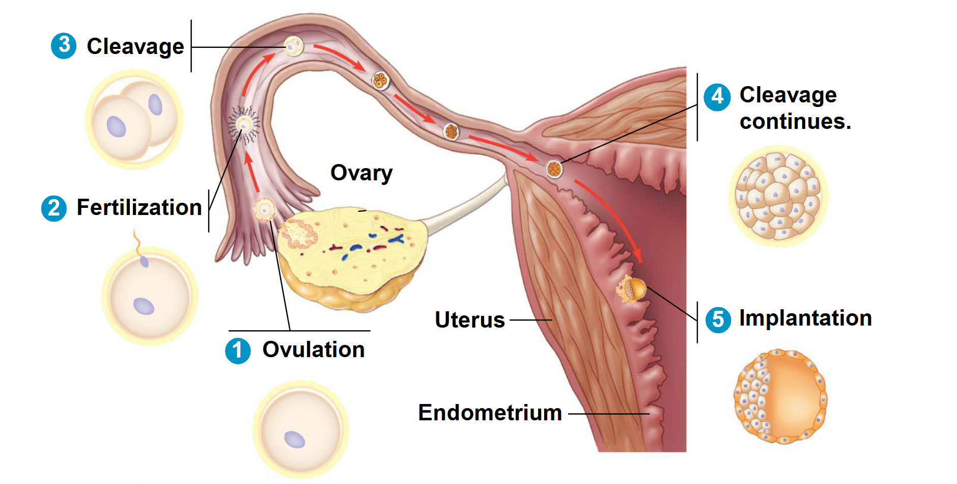 <ol><li><p class="Paragraph SCXO236423422 BCX0" style="text-align: left;"><span style="background-color: inherit; line-height: 23px;"><span>Ovulation</span></span><span style="line-height: 23px;"><span>&nbsp;</span></span></p></li><li><p class="Paragraph SCXO236423422 BCX0" style="text-align: left;"><span style="background-color: inherit; line-height: 23px;"><span>Fertilization</span></span><span style="line-height: 23px;"><span>&nbsp;</span></span></p></li><li><p class="Paragraph SCXO236423422 BCX0" style="text-align: left;"><span style="background-color: inherit; line-height: 23px;"><span>Cleavage</span></span><span style="line-height: 23px;"><span>&nbsp;</span></span></p></li><li><p class="Paragraph SCXO236423422 BCX0" style="text-align: left;"><span style="background-color: inherit; line-height: 23px;"><span>Cleavage continues</span></span><span style="line-height: 23px;"><span>&nbsp;</span></span></p></li><li><p class="Paragraph SCXO236423422 BCX0" style="text-align: left;"><span style="background-color: inherit; line-height: 23px;"><span>Implantation</span></span><span style="line-height: 23px;"><span>&nbsp;</span></span></p></li></ol><p></p>