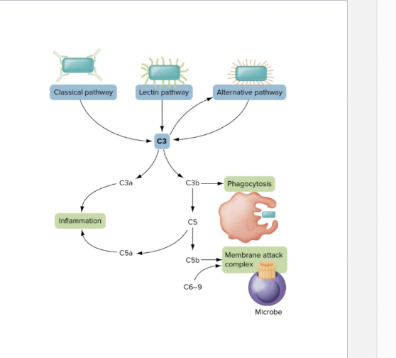 <p>Three pathways of complement activatio</p>