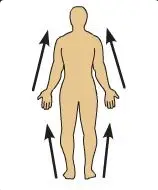 <p>Close to, or \n toward the point of \n attachment to the \n trunk of the body \n (The elbow is \n proximal to the \n wrist (it is closer \n to where the arm \n connects to the \n trunk).)</p>