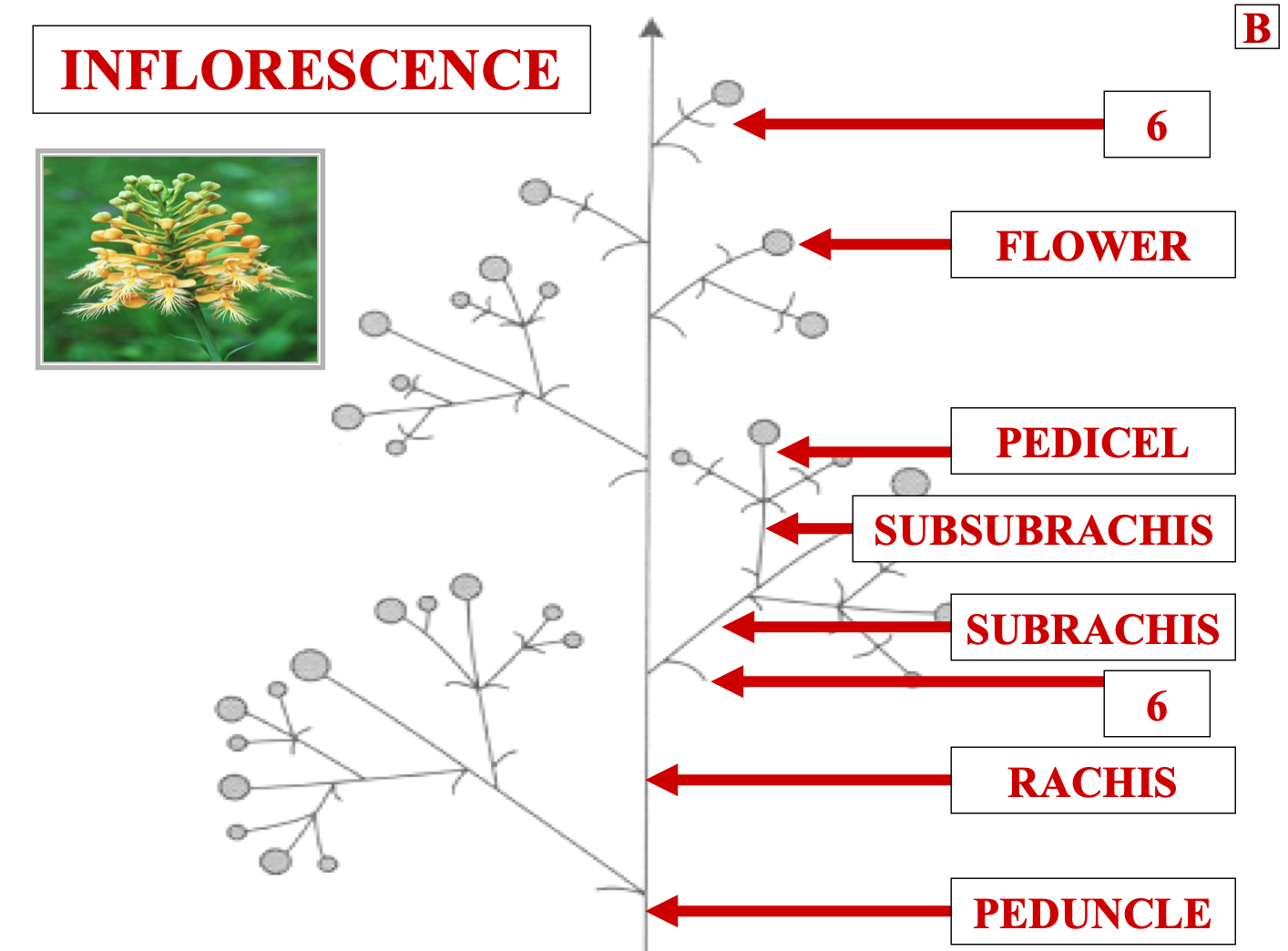 <p>name structure 6</p>