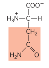 <p>Asn, N, polar and uncharged </p>