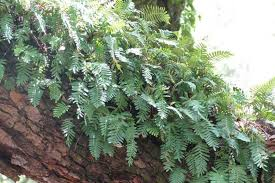 <p>Resurrection Fern</p>
