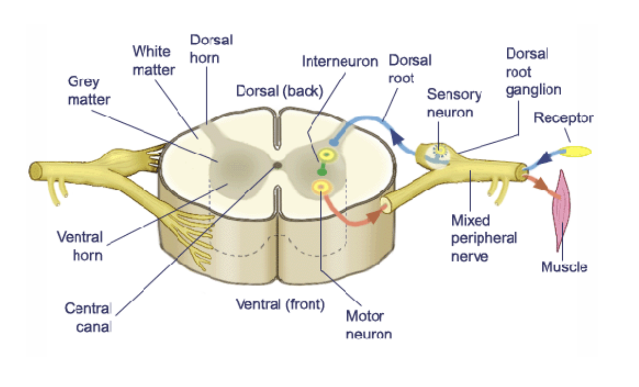 <p>dorsal and ventral roots</p>