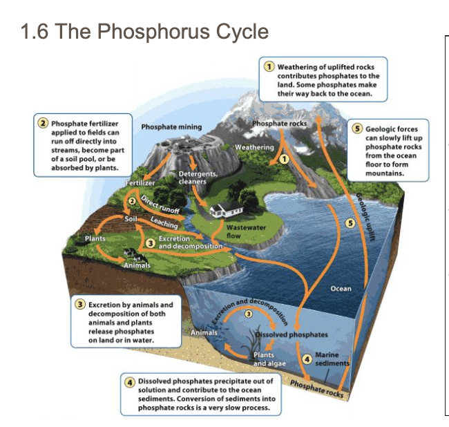 <p>Phosphorus cycle</p>