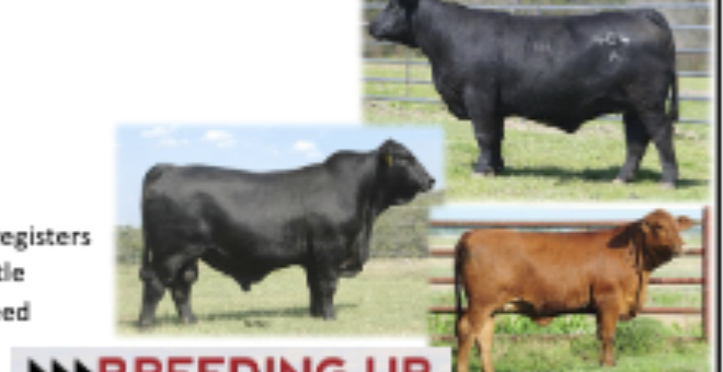 <p>Origin:US, 3/8 brahman, 5/8 angus</p>