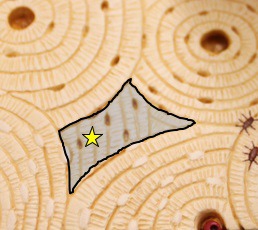 fill spaces between osteons