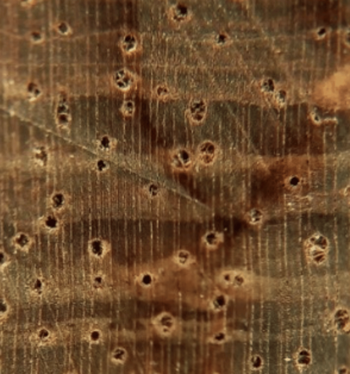 <p>Wood with blackish longitudinal bands; mod. few small pores, with aliform and boundary parenchyma; wood rays with whitish streaks/dots</p>
