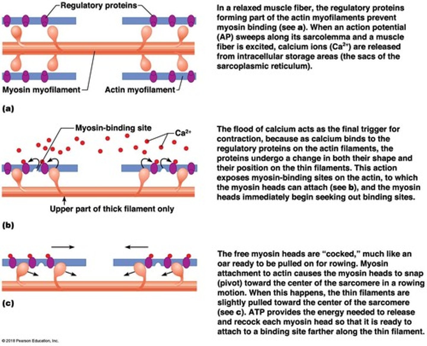 <p>Site on myosin heads that breaks down ATP.</p>