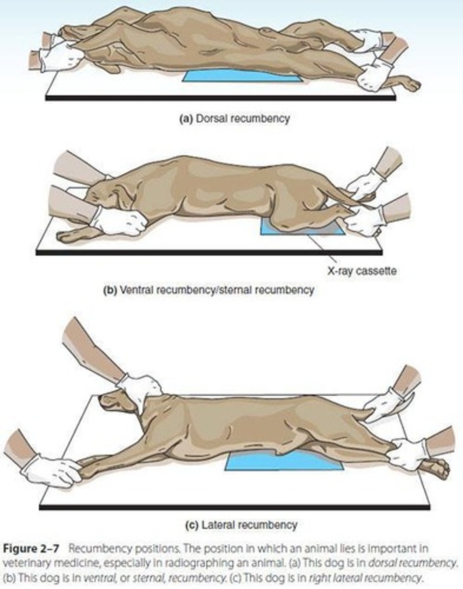 <p>Term used when anatomical knowledge of internal organ or a part of animal body is applied for diagnosis or treatment of that particular organ or part by radiological or radiographic means.</p>