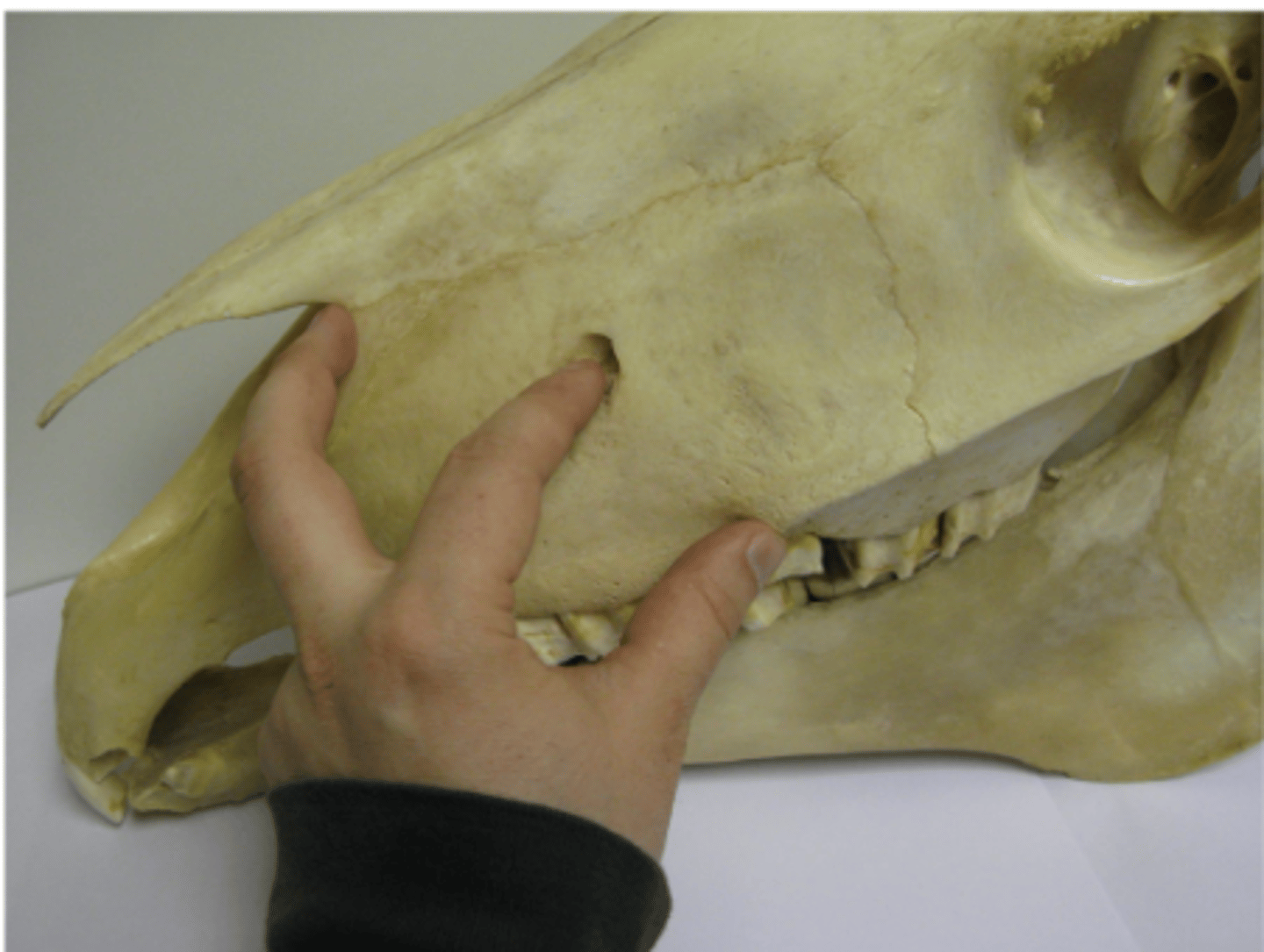 <ul><li><p>if you put your middle finger in what's called the incisive notch</p><ul><li><p>the notch that's formed between the incisive bone and the sharp part of the nasal bone.</p></li></ul></li><li><p>And if you put your thumb at the rostral end of the facial crest, then your index finger is going to fall into that infra orbital foreman.</p></li><li><p>there's a strap like muscle that runs over the top of that.</p><ul><li><p>might just need to push that to the side.</p></li><li><p>if you push that dorsally, then your index finger is going to fall into sort of a little halo or rim → That is the super orbital foreman.</p></li></ul></li></ul><p></p>