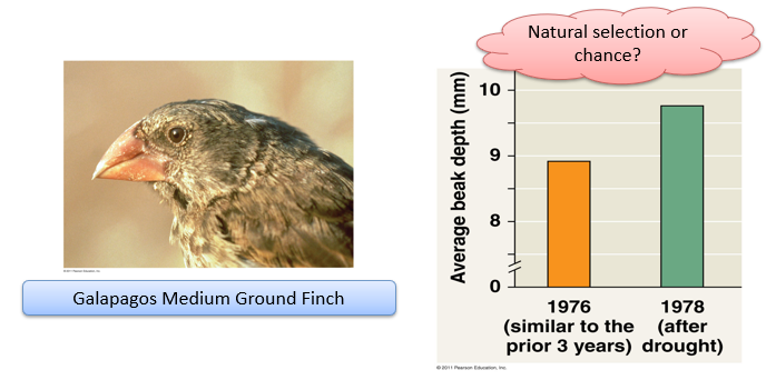 <p>-any change in <strong>population </strong>allelic or genotypic frequency over time </p><p>-<strong>smallest </strong>(fundamental) unit of evolution </p>