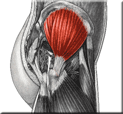 <p>gluteus medius</p>