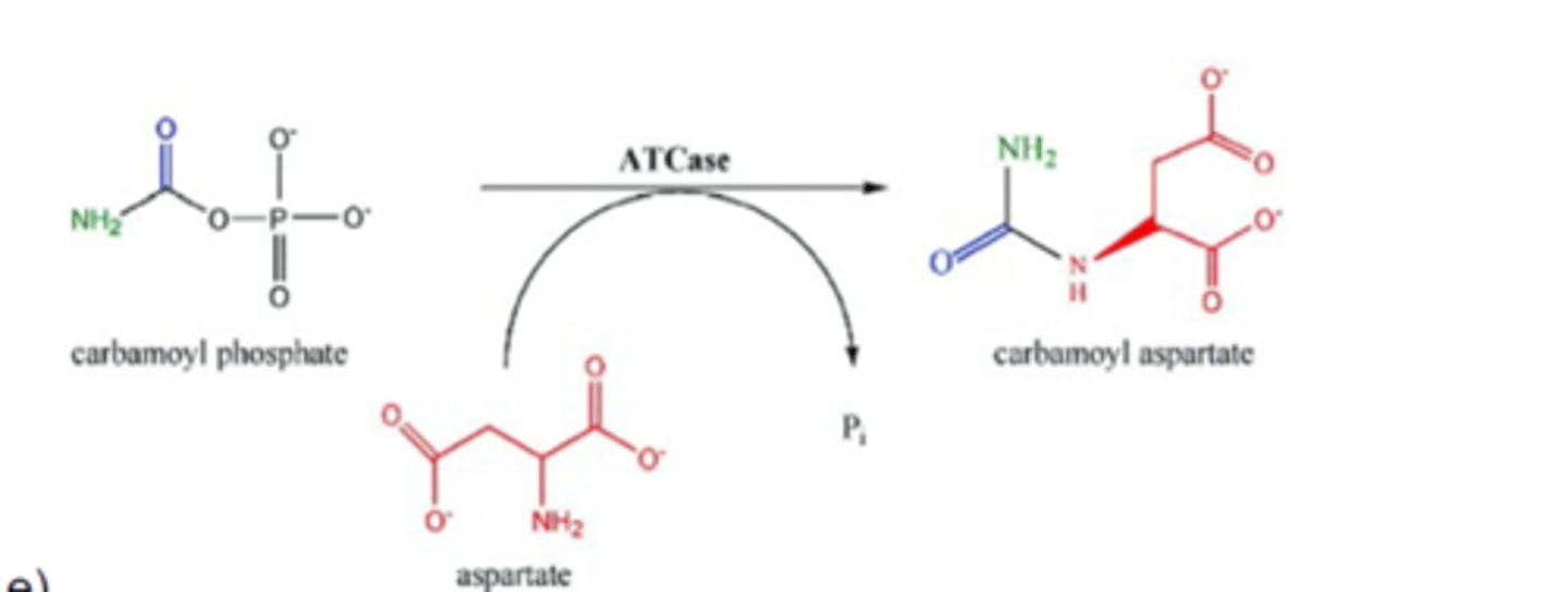 <p>aspartate transcarbamoylase (ATCase) net reaction</p>