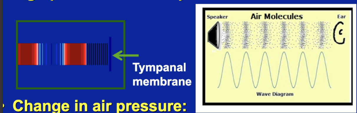 <ul><li><p>its changes in air pressure</p><ul><li><p>airpressure is determend on how many molecules of air there are in space</p></li></ul></li><li><p>changes in air pressure: frequency; cycles per second (hz: hertz)</p></li><li><p>changes in airpressure gives us sound waves</p><ul><li><p>these sound waves hit our tympanic membranes in our ears causing it to flex back and forth</p></li></ul></li></ul><p></p>