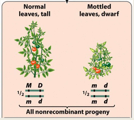 <ul><li><p>only nonrecombinant progeny are produced</p></li></ul><p></p>