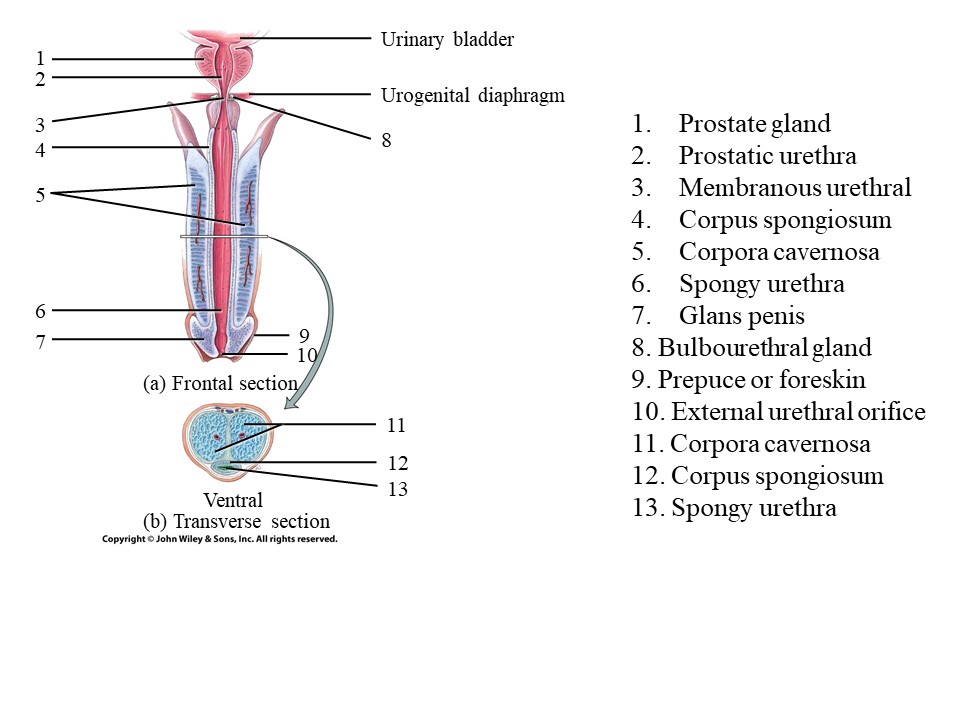 <p>Where is the Corpora cavernosa?</p>