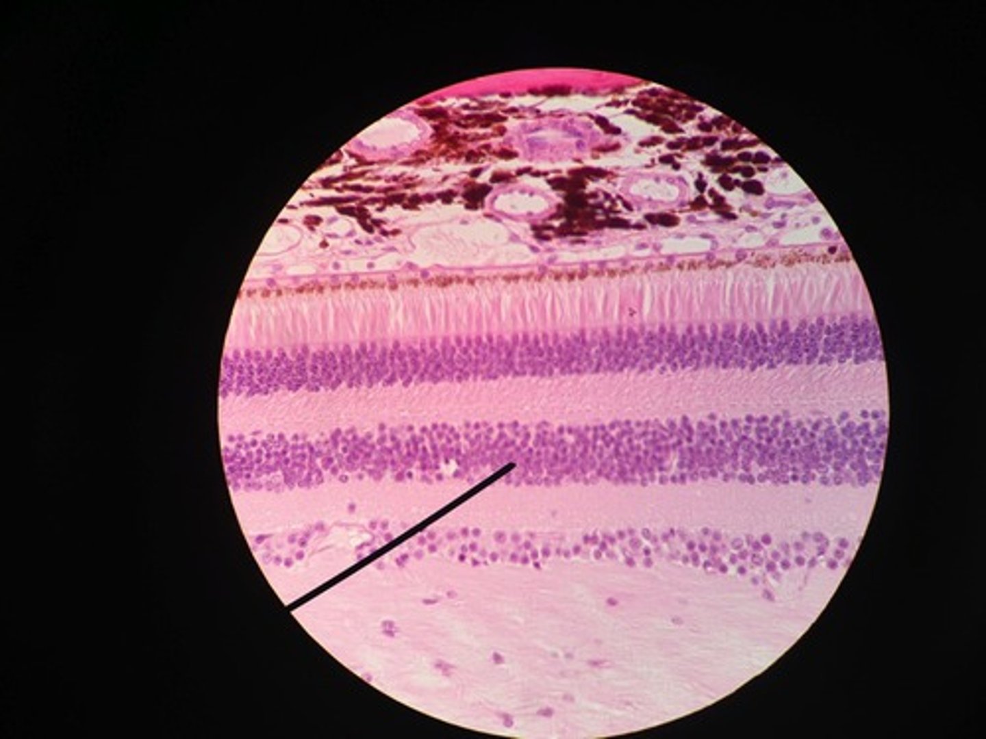 <p>rods and cones synapse on these cells</p>
