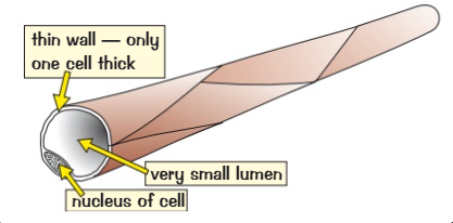 <ul><li><p>Capillaries are really tiny</p></li><li><p>They carry blood close to every cell in the body to exchange substances</p></li><li><p>Have permeable walls that are one cell thick (short diffusion pathways) so substances can diffuse in + out</p></li><li><p>They supply food and oxygen + take away water products like CO2</p></li></ul>