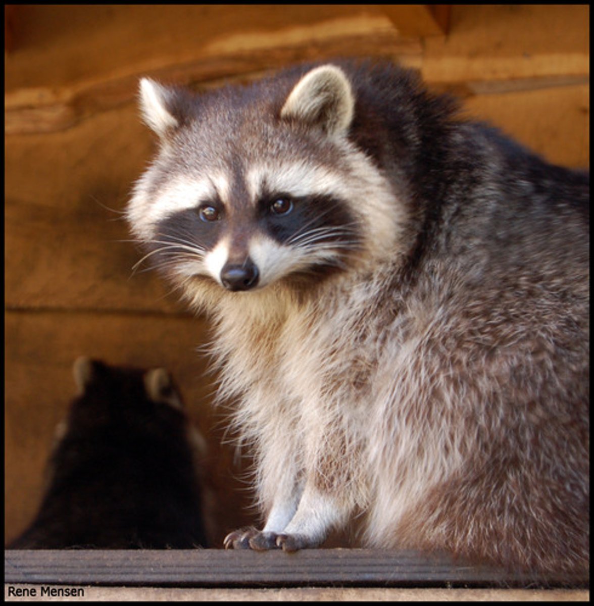 <p>Species that can live under a wide range of abiotic or biotic conditions</p>