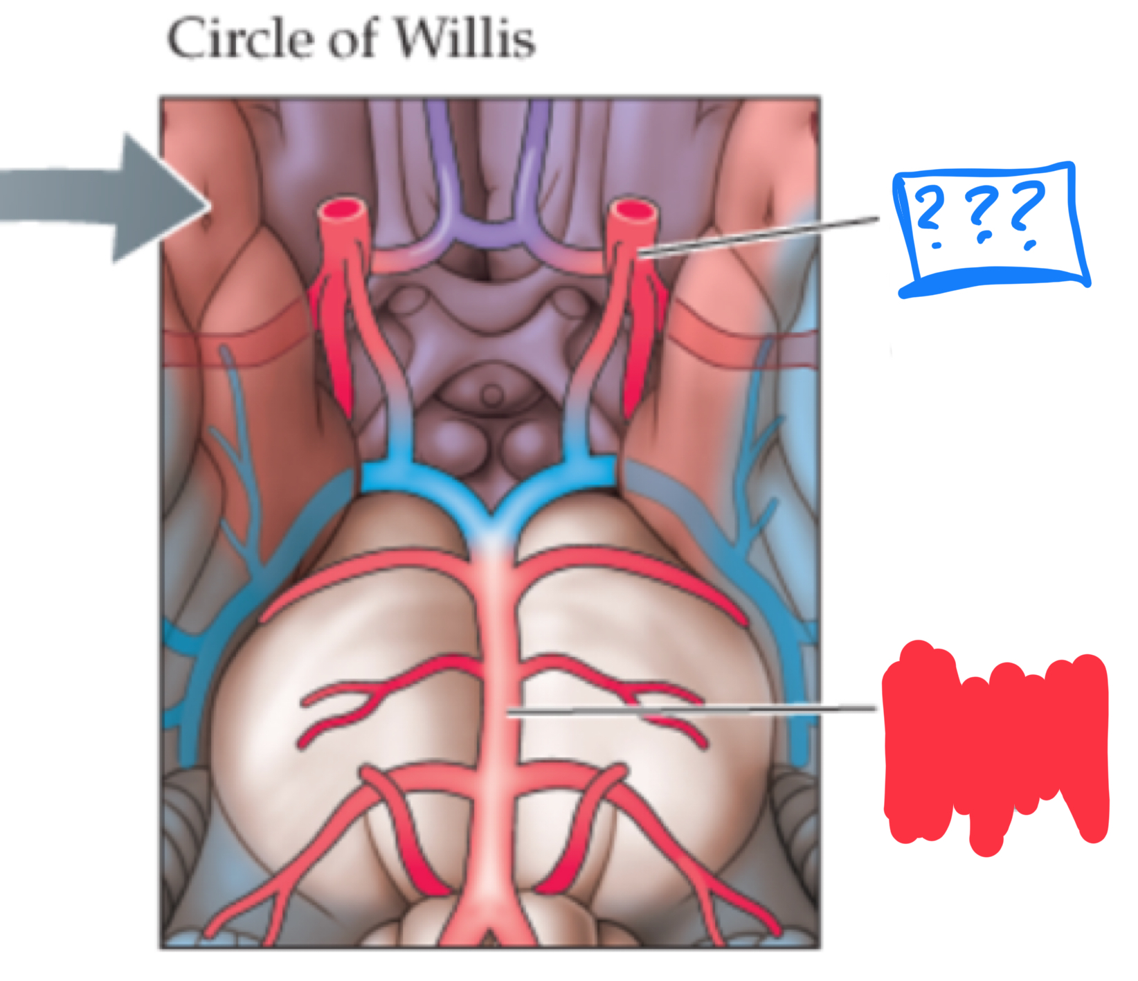 <p>supplies blood to the cortex and deep nuclei</p>