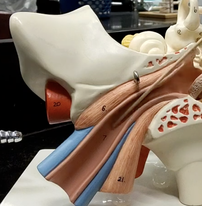 <p>name this structure that makes up the inner/internal ear</p>