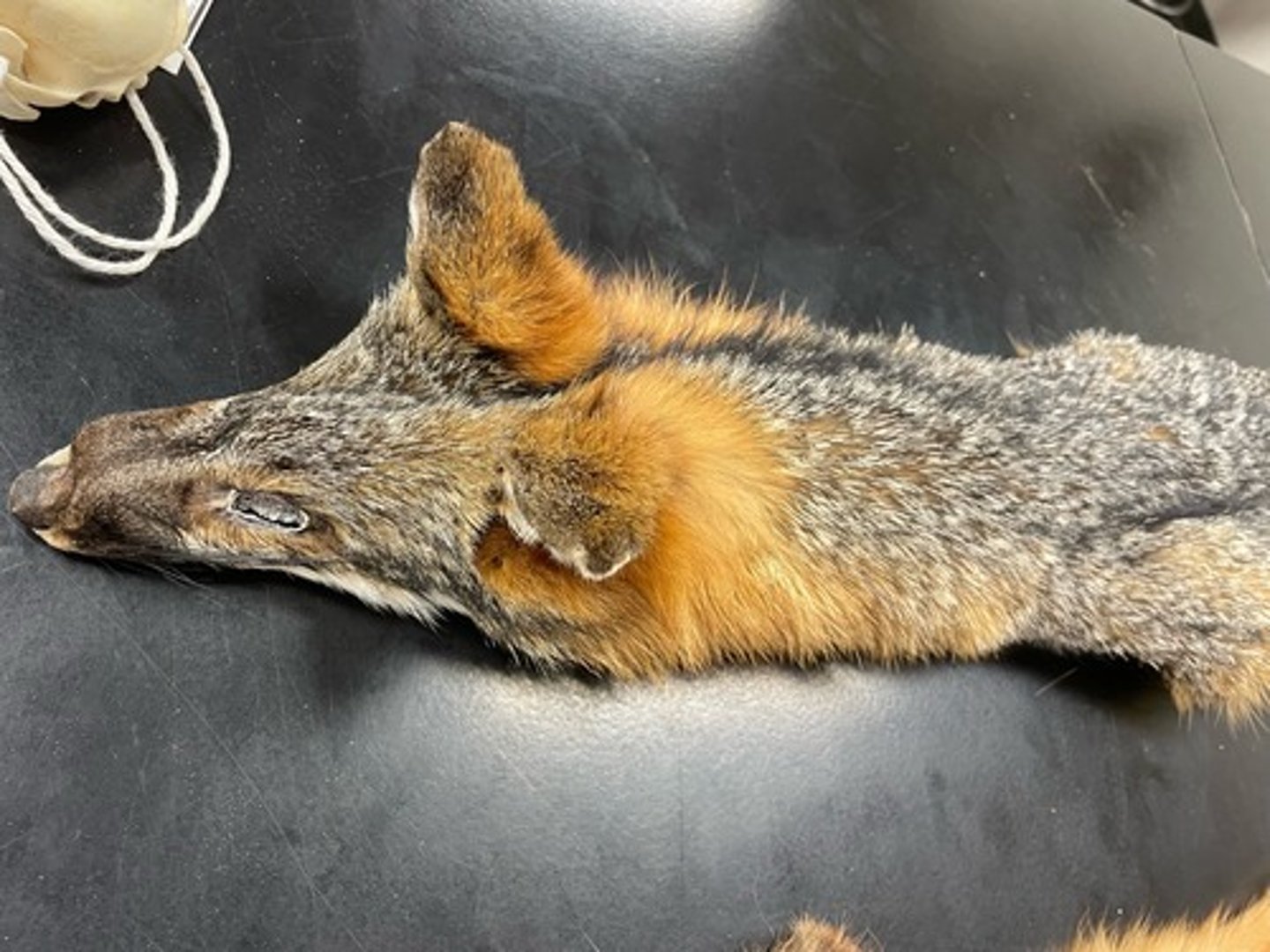 <p>Family: Canidae</p><p>Genus & Species: Urocyon cinereoargenteus</p>