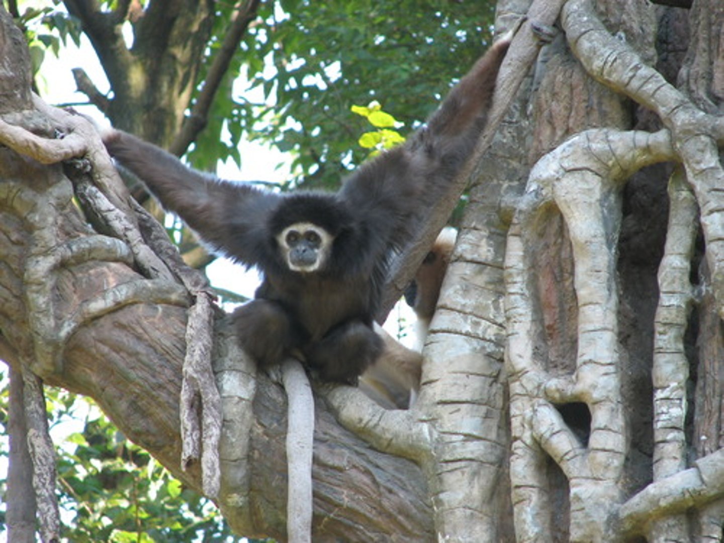 <p>NHP in CITES Appendix I</p><p>(parvorder catarrhini)- Gibbon</p>