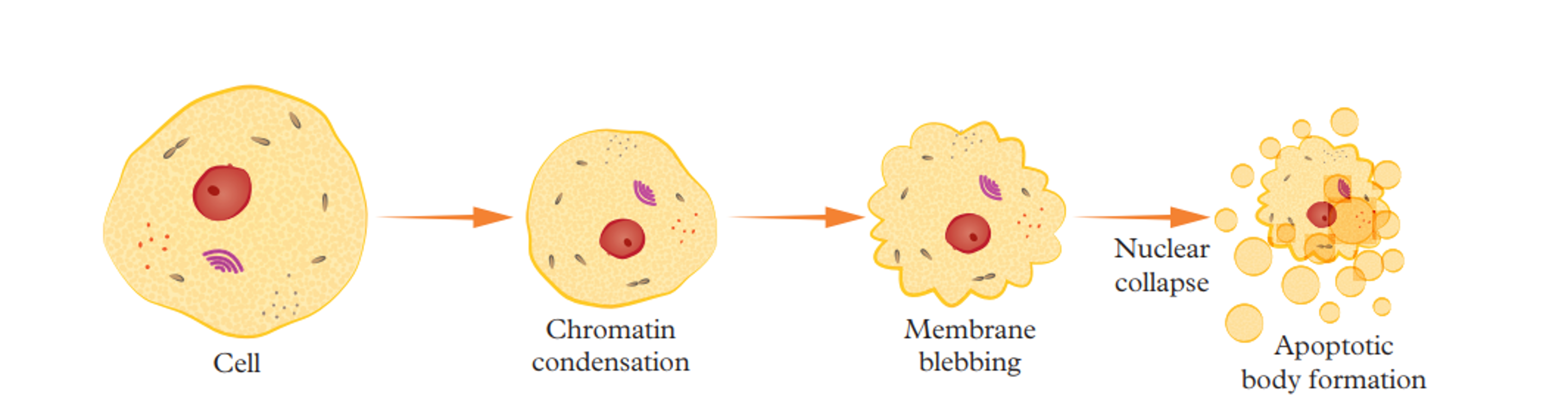 <p>Naturally programmed cell death</p>