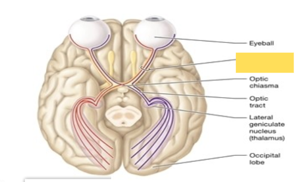 <p><span style="background-color: transparent; font-family: &quot;Times New Roman&quot;, serif;"><span>Sensory Cranial Nerve; nerve for vision</span></span></p>