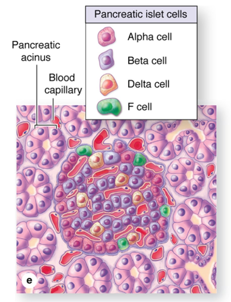 <p>Islet cells are pancreatic cells that produce hormones (eg. insulin or glucagon)</p>