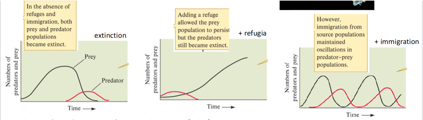 <ol><li><p><u>Putting predator + Prey together</u> DID NOT result in Oscillations predicted by L-V predator prey model → BOTH predator + prey went extinct</p></li><li><p><u>Creating refugia for prey</u>: Prey was able to hide so effectively that predators Died</p></li><li><p><u>Created IMMIGRATION</u> by restocking prey population: OSCILLATIONS OCCURED as predicted by L-V models. </p></li></ol><ul><li><p><em>critique </em>= immigration created artificially restocking population (masking what can happen in nature)</p></li></ul><p></p>