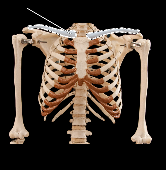<p>Name this bone.</p><p>(Anterior view).</p>