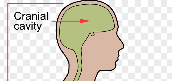 <p>cranial cavity</p>