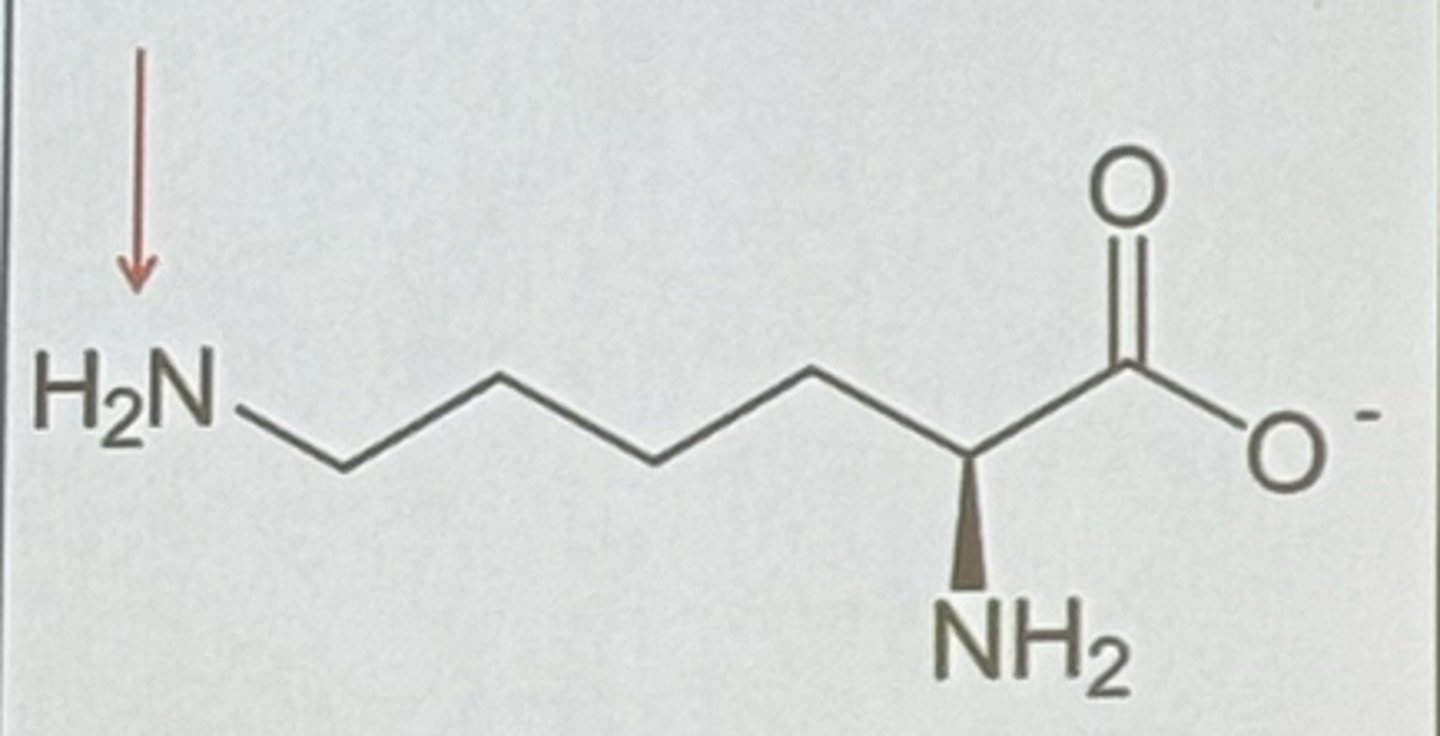 <p>-1 charge</p>