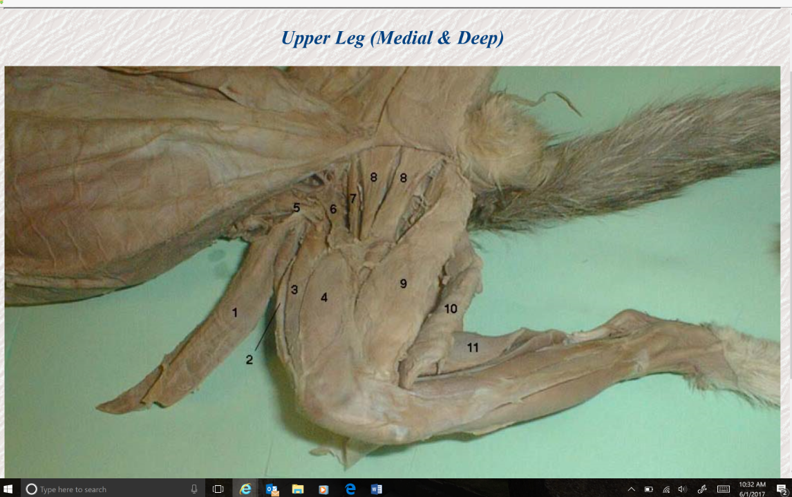 <p>Adductor Femoris</p>