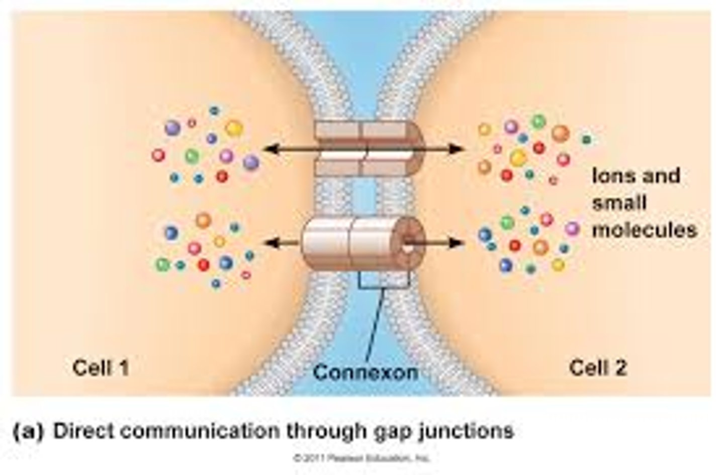 <p>is performed through gap junctions </p><p>-one of these gap junctions is Connexin : which is made when plasma proteins that come together to form channels.</p>